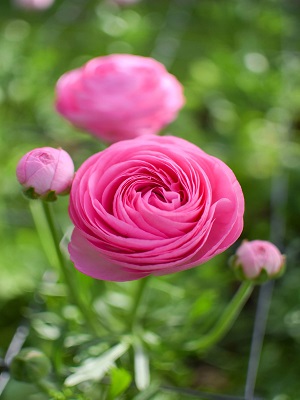 RANUNCULUS Pink